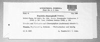 Puccinia chaerophylli image
